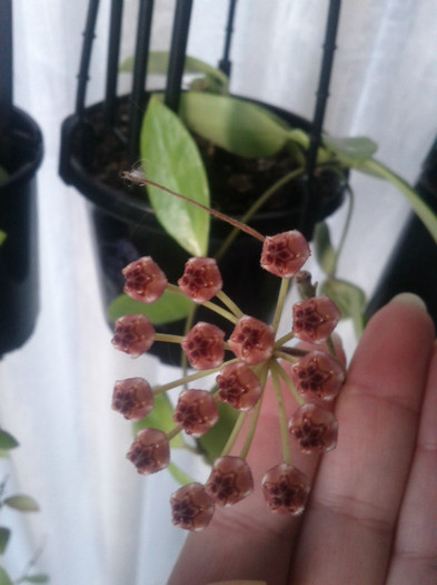 29.08.11 - Hoya litoralis