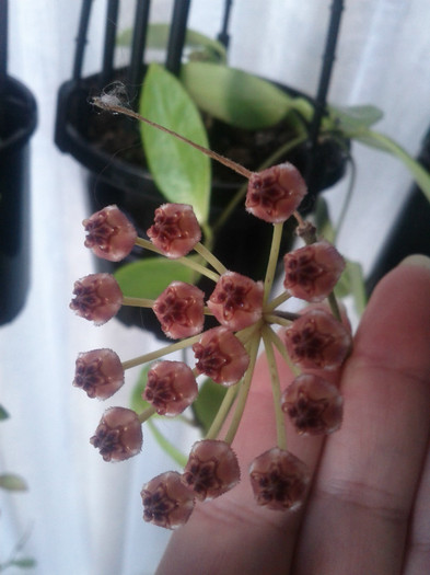 29.08.11 - Hoya litoralis