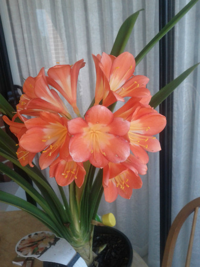 29.08.11 - CLIVIA