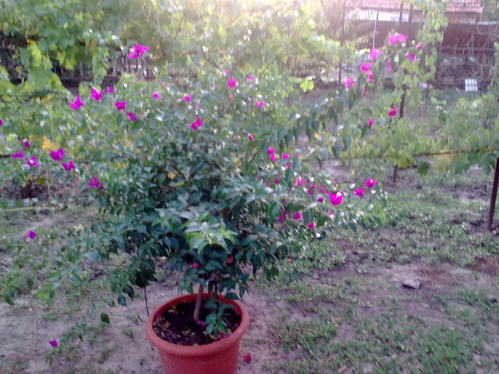 Imagine0443; bougainvillea
