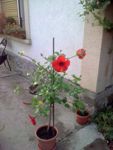 Imagine0447; hibiscus
