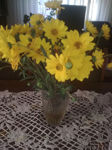 Imagine0458; rudbekia
