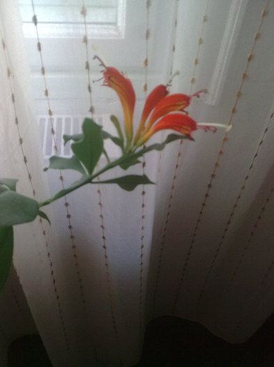 Imagine0459; aeschinantus-floare
