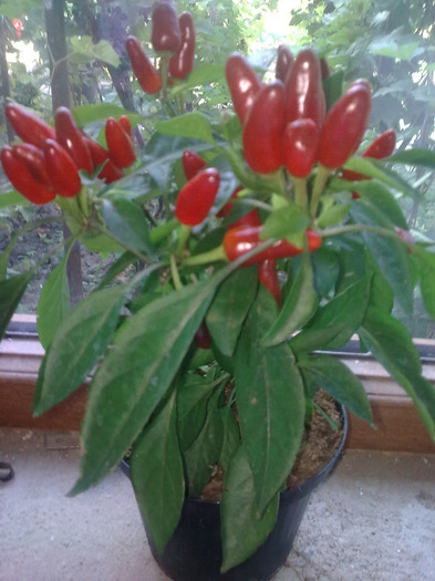 Imagine0463; capsicum
