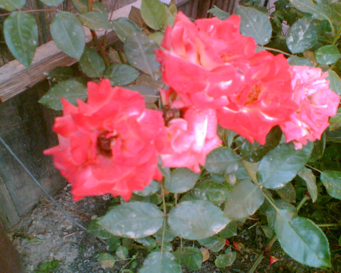 Imag062 - Trandafirii mei
