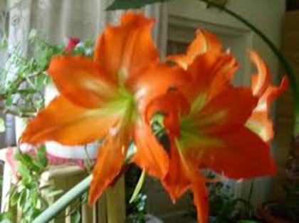 images (12) - poze flori