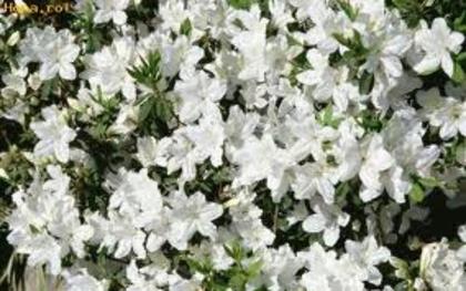 images (15) - poze flori