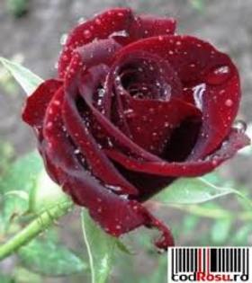 images (17) - poze flori