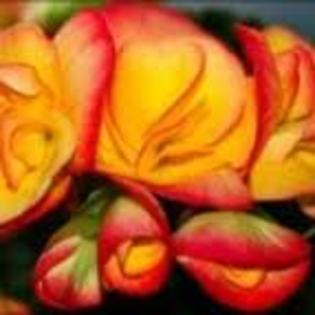 images (25) - poze flori