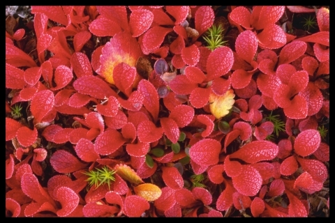 resized_Digital_Stock_Collection_-_Flowers_(35)