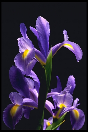 resized_Digital_Stock_Collection_-_Flowers_(36)