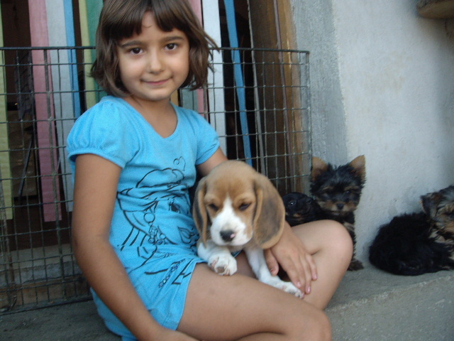 Beagle si Yorky