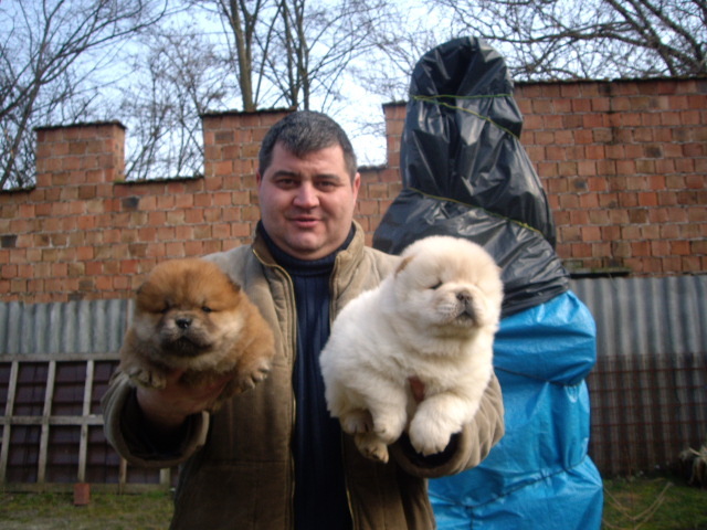 Chow-chow; fetite 6 sapt roscata si 7 sapt crem
