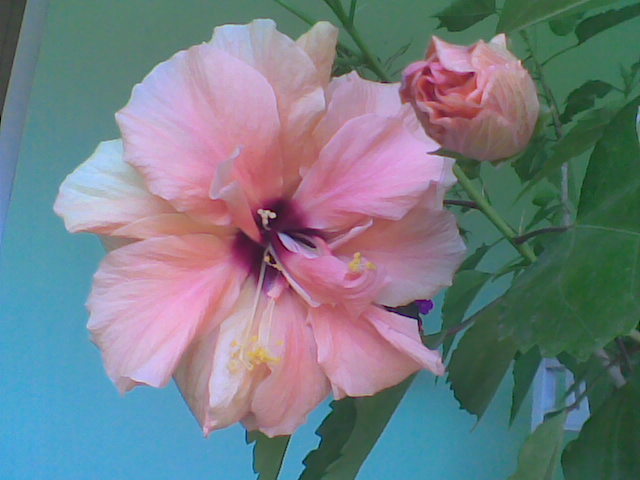 Imag007 - HIBISCUS 2011-2012-2013