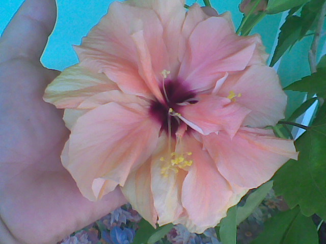 Imag009 - HIBISCUS 2011-2012-2013