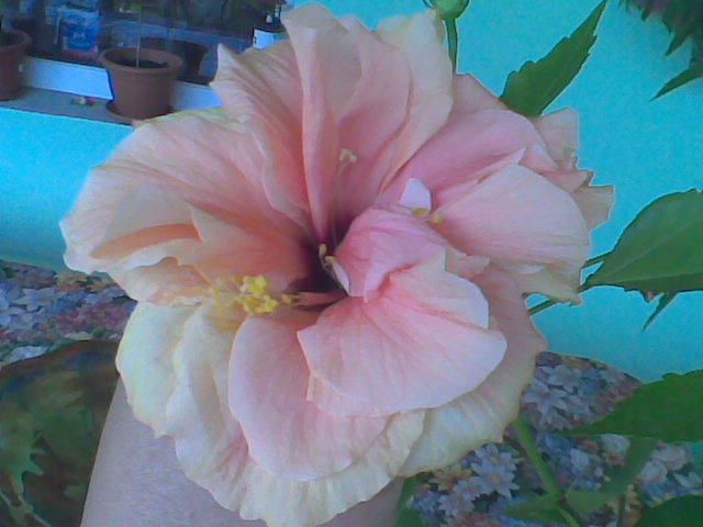 inflorit in 25.08.11 - HIBISCUS 2011-2012-2013