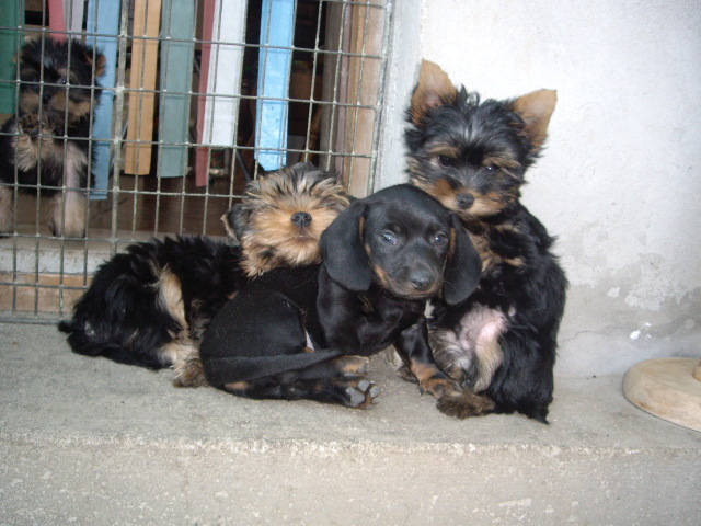 Yorky si Teckel - Yorkshire terrier