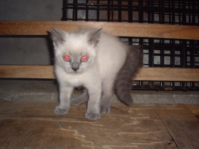 british shorthair; color-point
