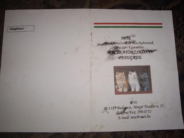 british shorthair pedigree; pedigree lulu
