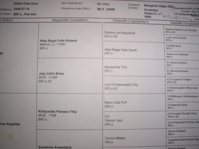 british shorthair pedigree; pedigree lulu
