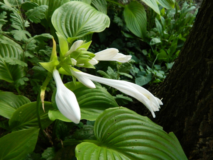 crin hosta