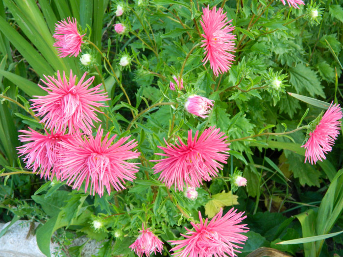 ochiul boului - 08_AUGUST