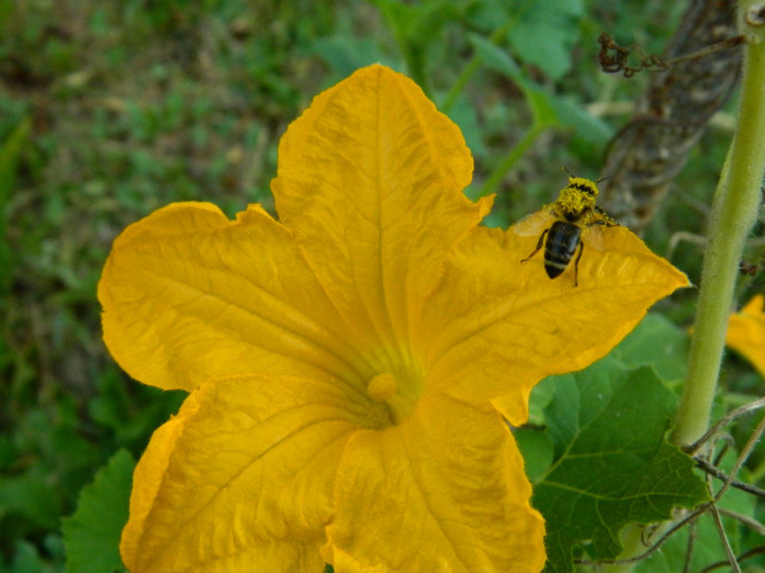 floare dovleac ornm.