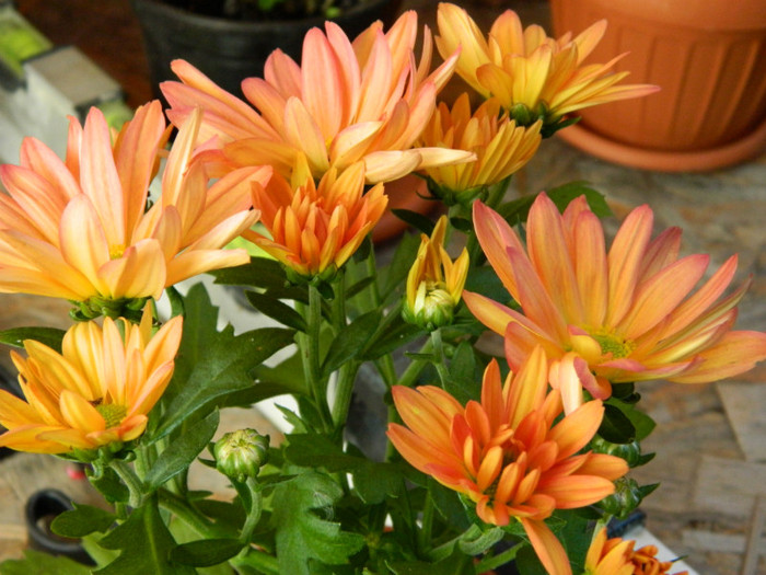 crizantema - achizitie noua; 1 fir la 3 lei , BRICO
