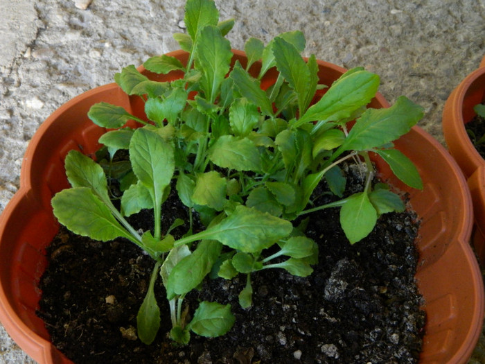 clopotei - 08_AUGUST