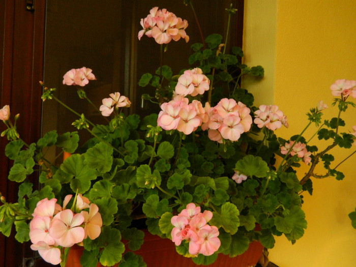 muscata - foarte harnica...