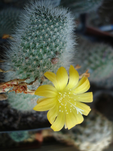 Aylostera - Flori de cactus