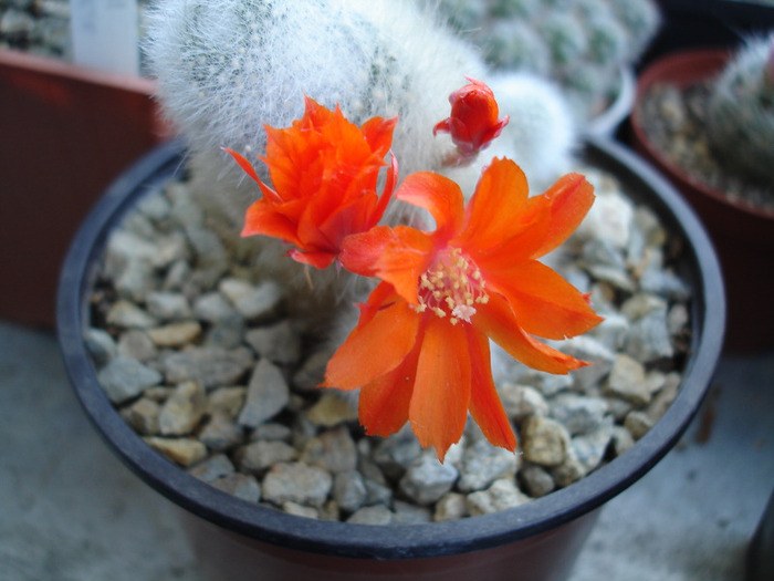 Aylostera - Flori de cactus