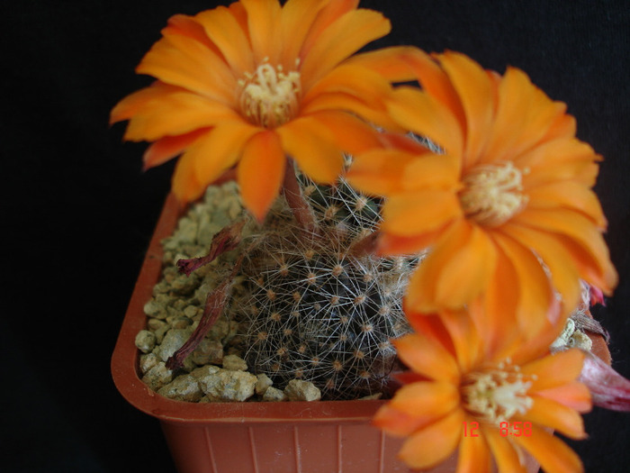 Aylostera - Flori de cactus