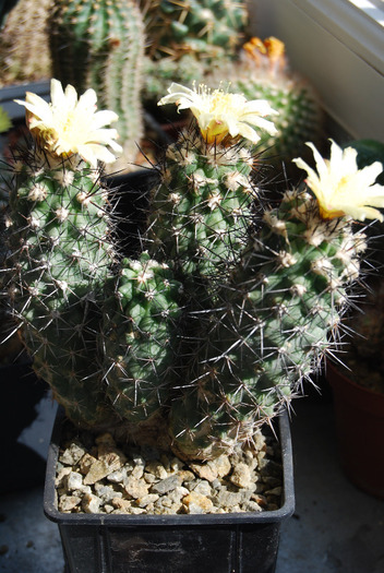 Copiapoa montana - Flori de cactus