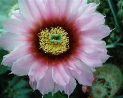 Echinocereus pectinatus - Flori de cactus