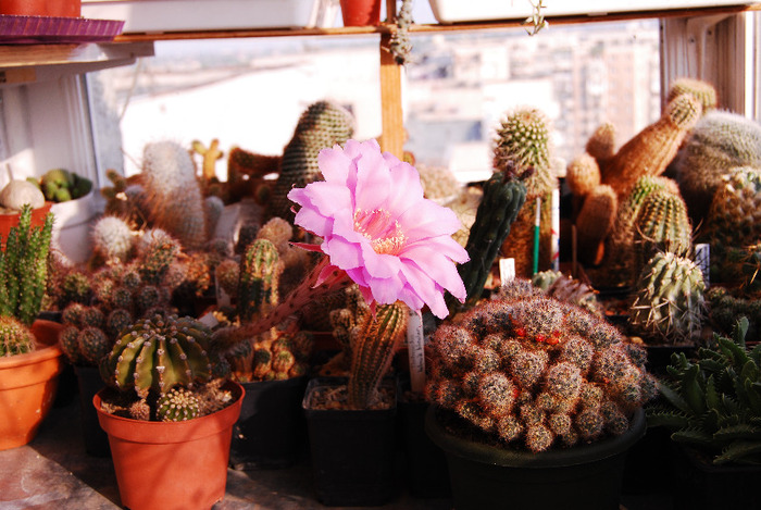 Echinopsis imperialis - Flori de cactus