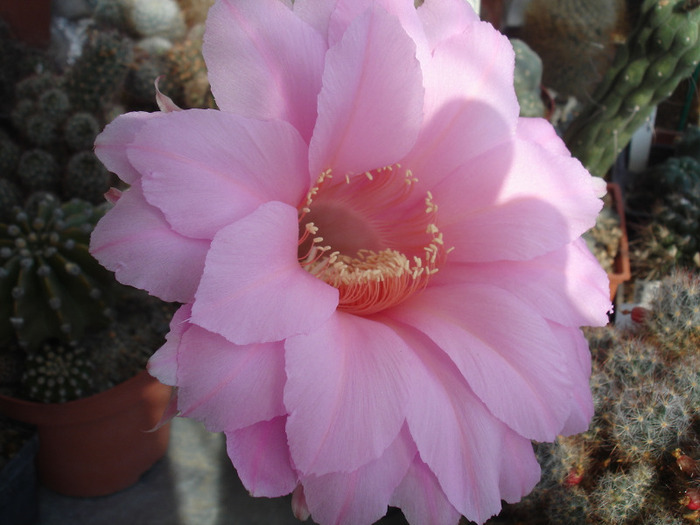 Echinopsis imperialis