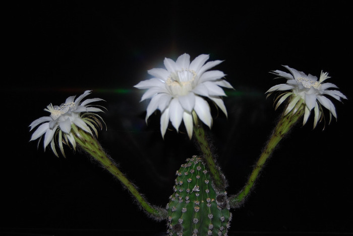 Echinopsis - Flori de cactus