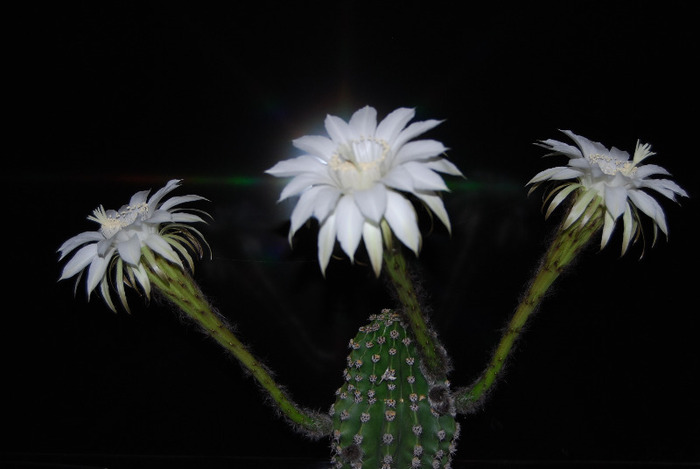 Echinopsis