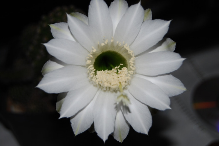 Echinopsis - Flori de cactus