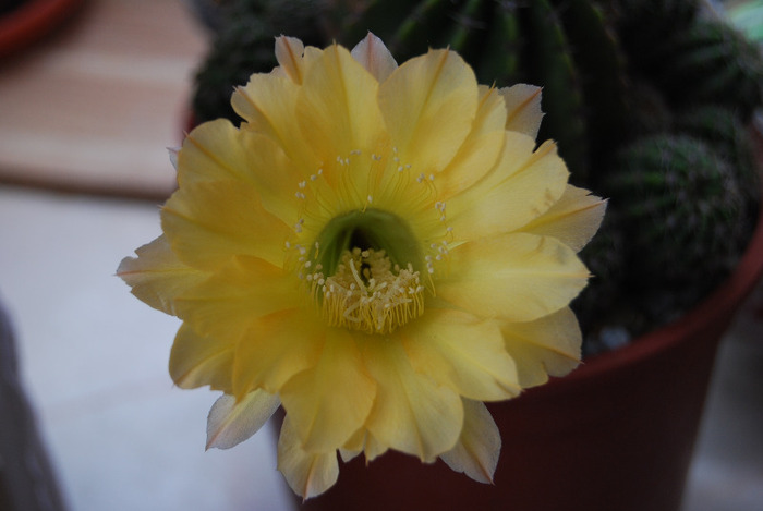Echinopsis - Flori de cactus
