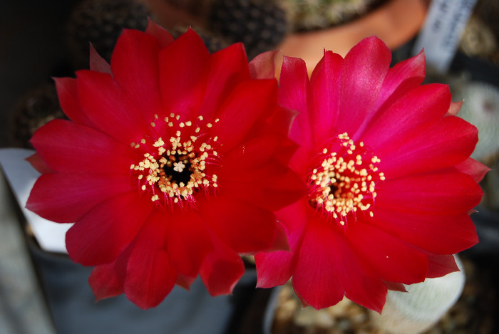 Lobivia arachnacantha