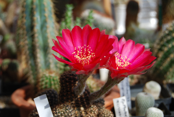 Lobivia arachnacantha - Flori de cactus