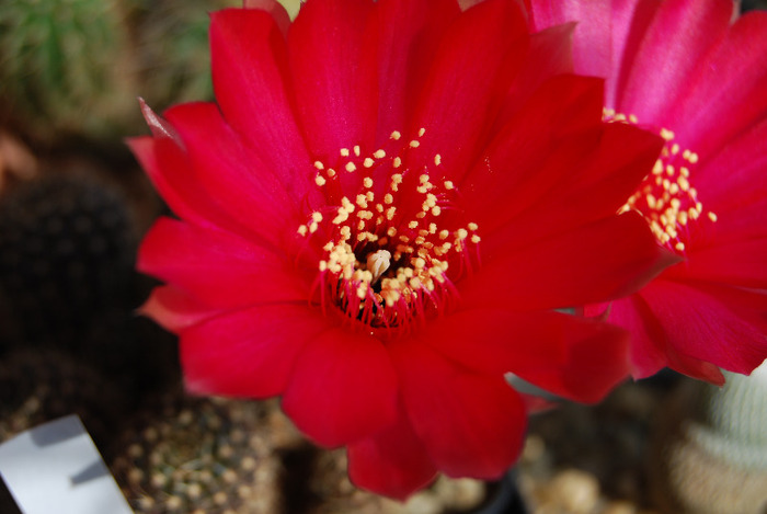 Lobivia arachnacantha - Flori de cactus