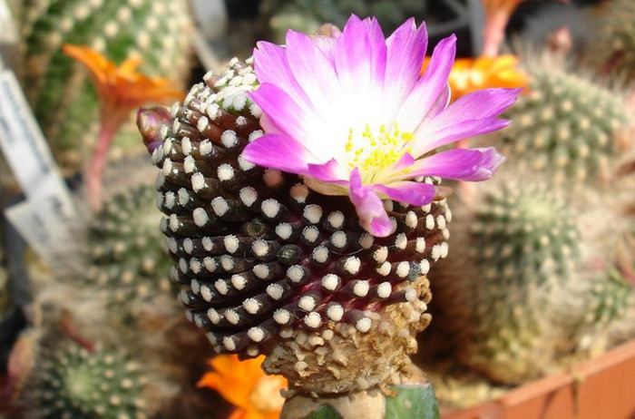 Mammillari luethy - Flori de cactus