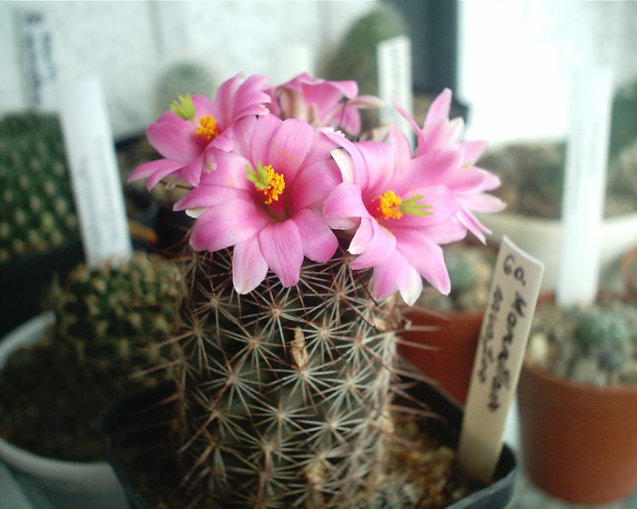 Mammillaria mazatlanensis - Flori de cactus