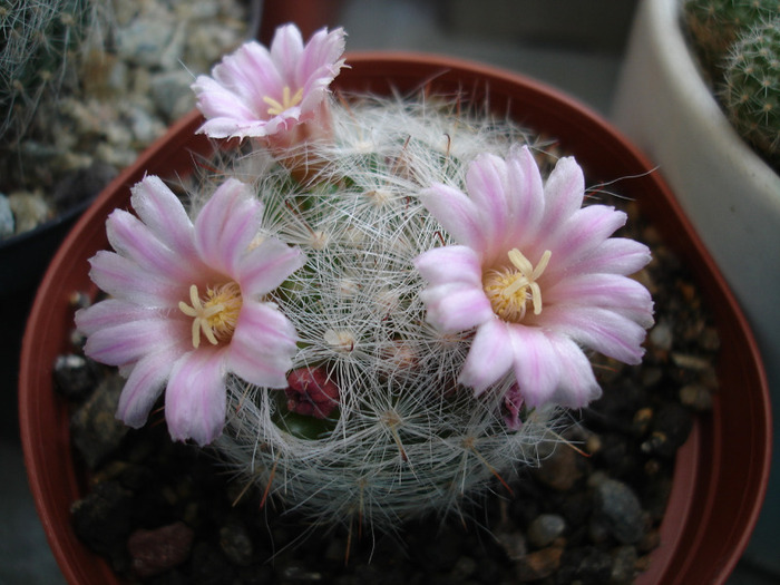 Mammillaria - Flori de cactus