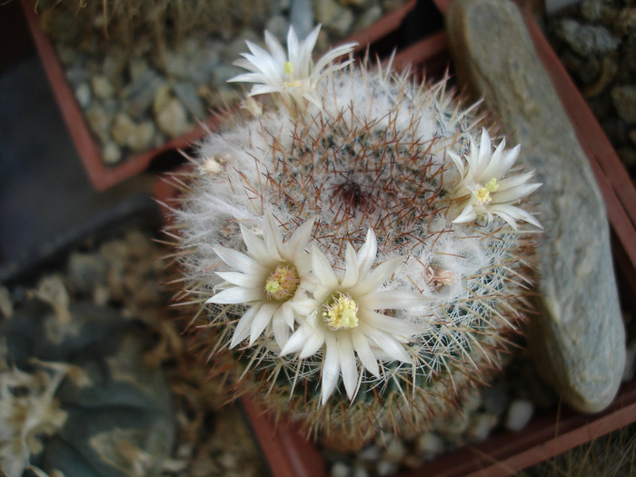 Mammillaria sp. - Flori de cactus