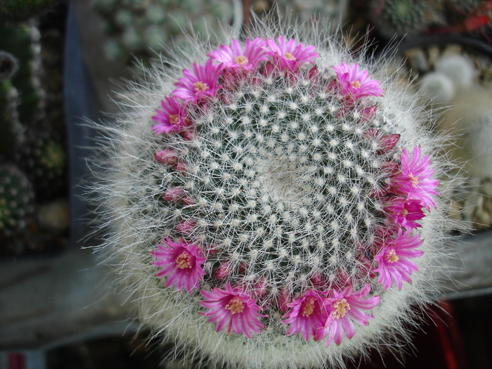 Mammillaria hahniana