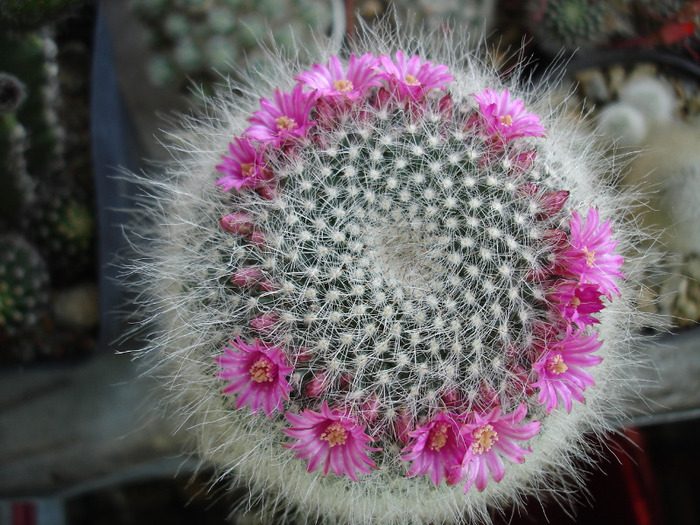 Mammillaria hahniana - Flori de cactus